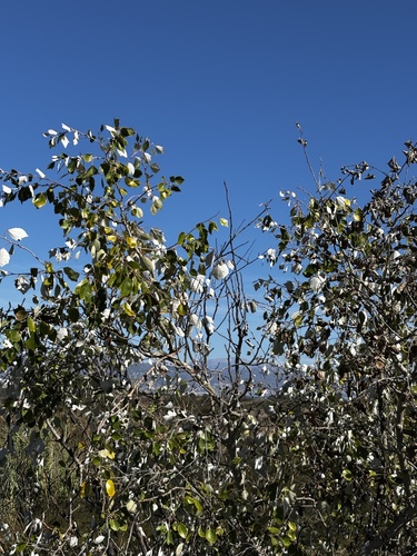 Populus alba, 2026-10-26