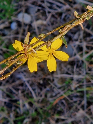 Lactuca observed 2026-10-27