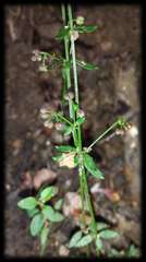 Galium binifolium conforme