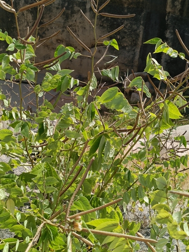 Senna occidentalis observed 2026-10-27