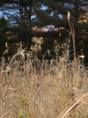 Andropogon gerardi observed 2026-10-27