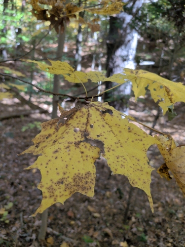 Acer saccharum observed 2026-10-27