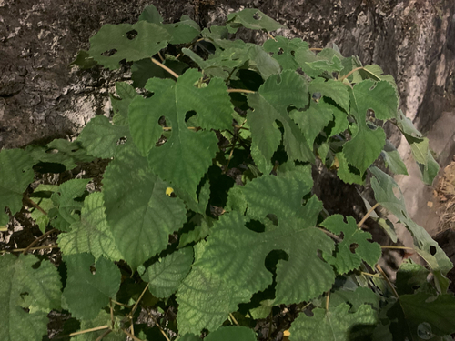 Broussonetia papyrifera observed 2026-10-26