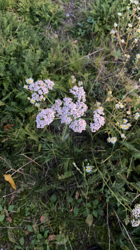 Achillea millefolium observed 2026-10-27