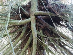 Arceuthobium tsugense