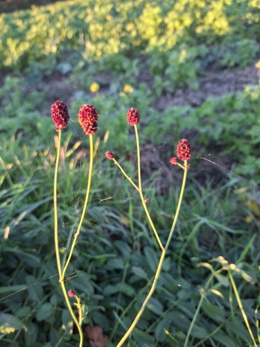 Sanguisorba officinalis observed 2026-10-27