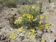 Senecio pinnatus