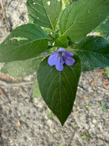 Ruellia observed 2026-10-27