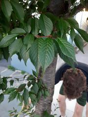 Prunus