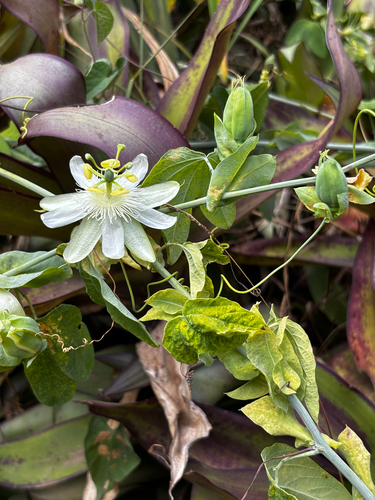 Passiflora subpeltata observed 2026-10-26