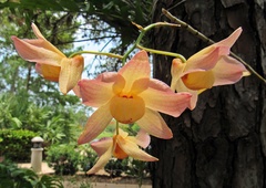 Dendrobium moschatum