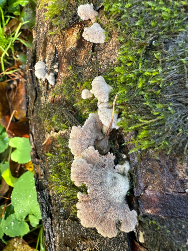 Schizophyllum commune observed 2026-10-27