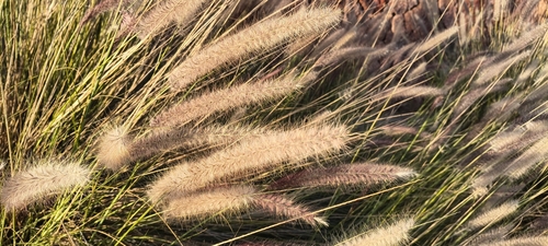 Pennisetum observed 2026-10-27
