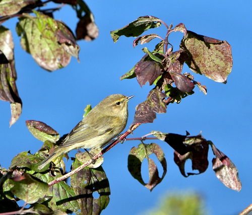 Phylloscopus observed 2026-10-27