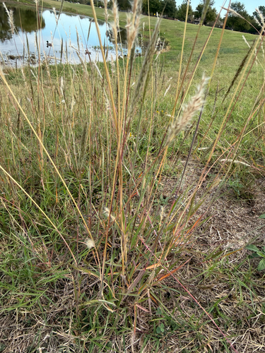 Bothriochloa saccharoides, 2026-10-27