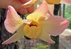 Dendrobium moschatum