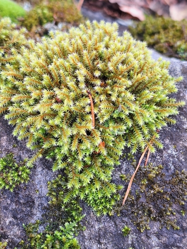Hedwigia ciliata observed 2026-10-27