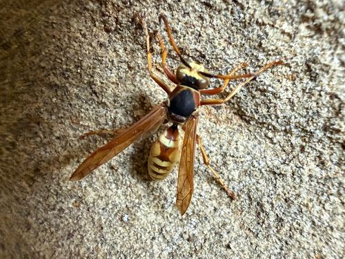 Polistes aurifer observed 2026-10-27