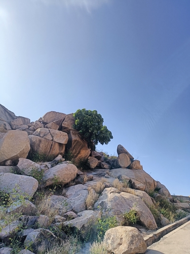 Ficus observed 2026-10-27