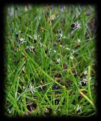 Schoenus calyptratus