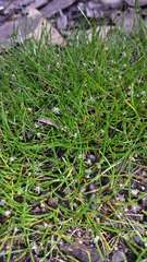 Schoenus calyptratus