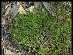 Schoenus calyptratus