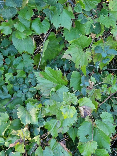 Vitis vinifera observed 2026-10-27