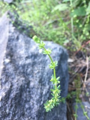 Galium virgatum