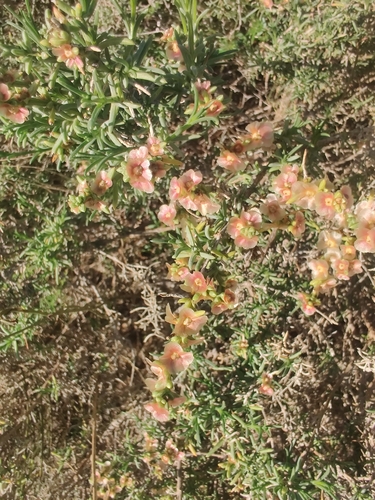 Salsola observed 2026-10-27