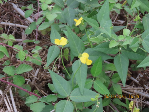 Vigna luteola observed 2026-10-26