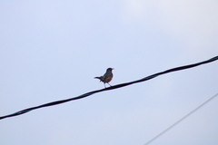 Turdus migratorius