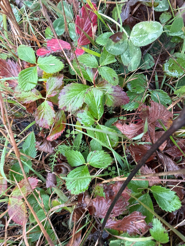 Fragaria observed 2026-10-27