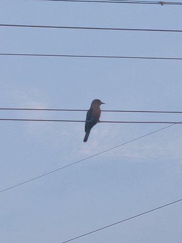 Coracias benghalensis observed 2026-10-27