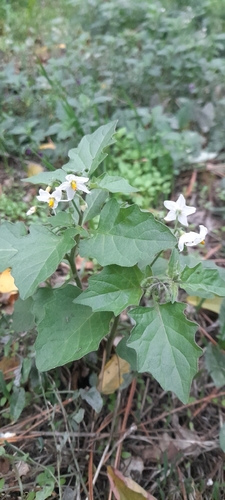 Solanum nigrum observed 2026-10-27