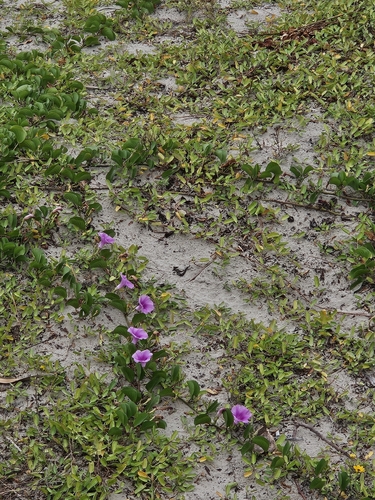 Ipomoea pes-caprae observed 2026-10-27