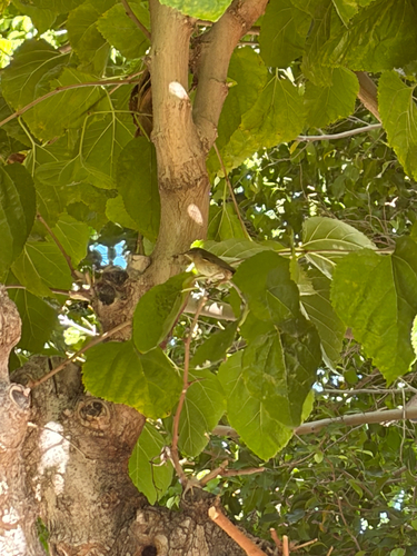 Phylloscopus observed 2026-10-27
