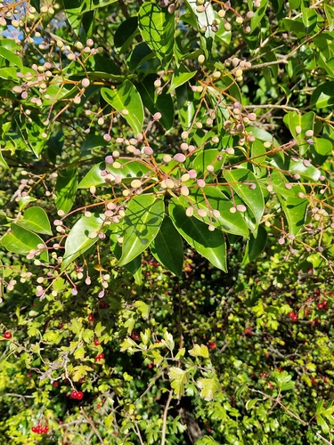 Ligustrum lucidum observed 2026-10-27