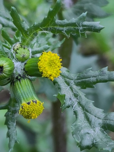 Senecio vulgaris observed 2026-10-27