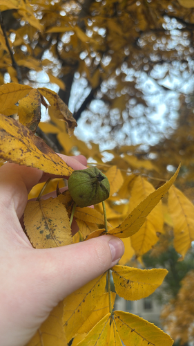 Carya cordiformis observed 2026-10-27