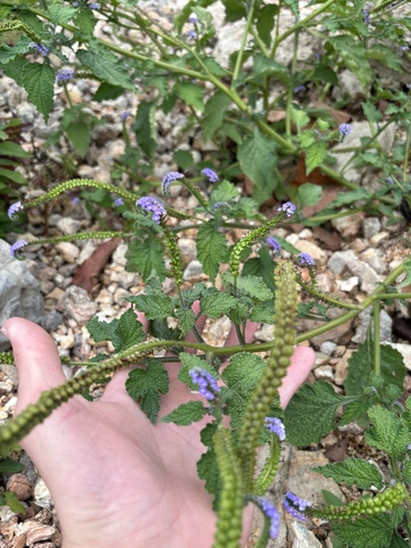 Heliotropium indicum observed 2026-10-27