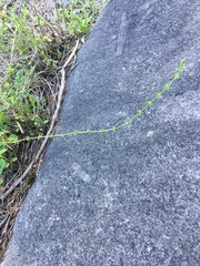 Galium virgatum