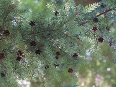 Arceuthobium tsugense