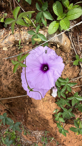 Ipomoea indica observed 2026-10-27