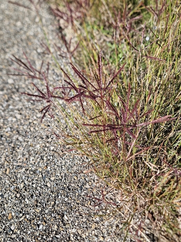 Digitaria observed 2026-10-27