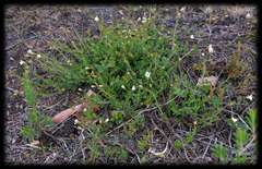 Mitrasacme pilosa stuartii