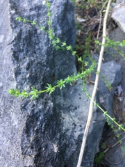 Galium virgatum