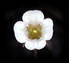 Mitrasacme pilosa stuartii