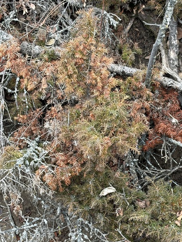 Juniperus communis observed 2026-10-27