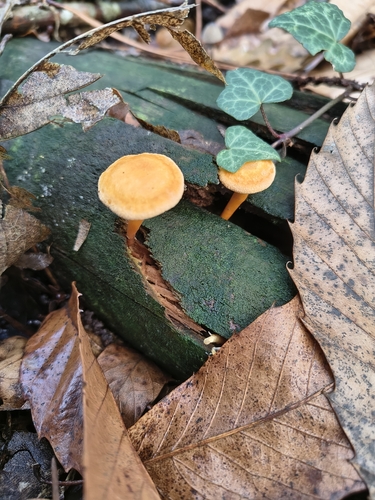 Cantharellus observed 2026-10-27