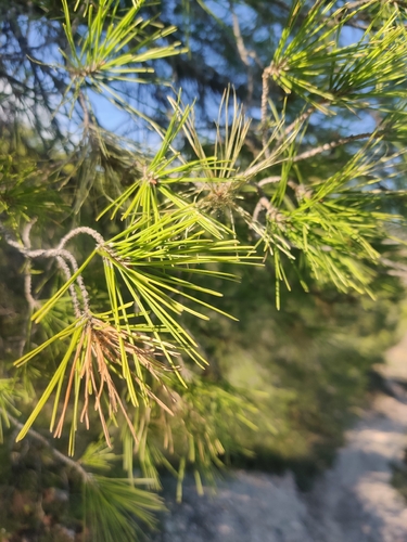 Pinus halepensis observed 2026-10-27